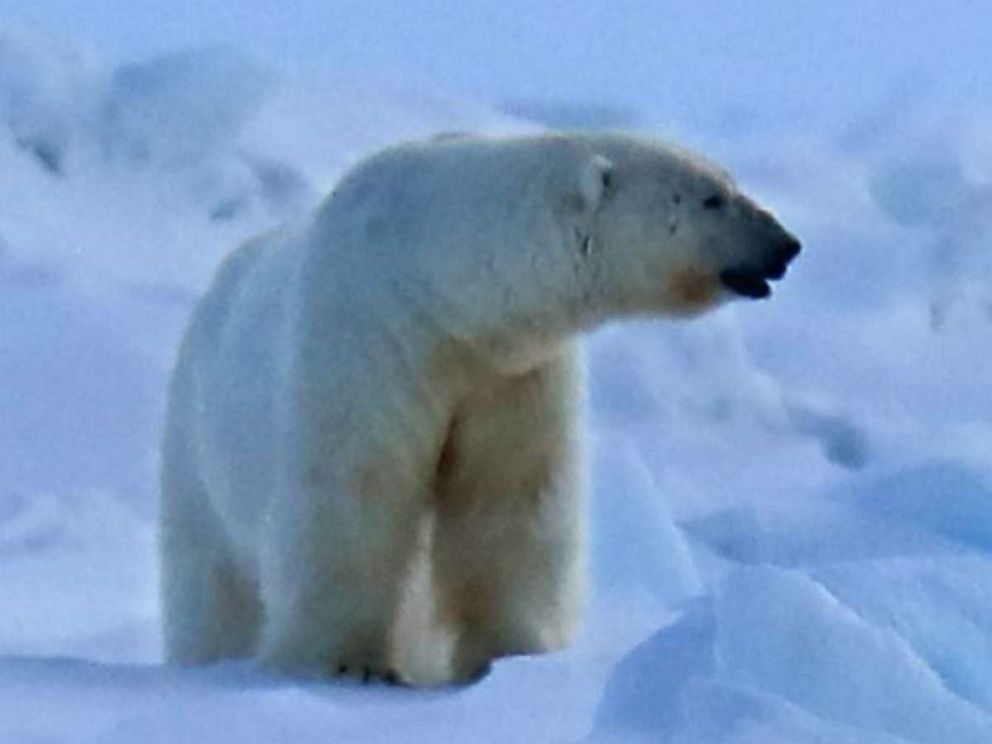Polar bear kills mother, 1-year-old son after rampage through remote Alaska  village - ABC News