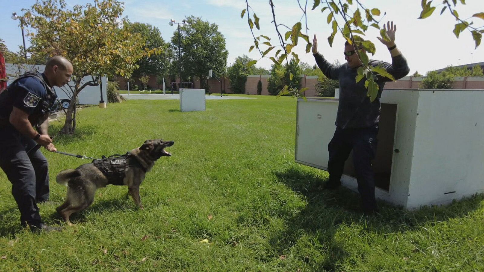 how much does it cost to train a k9 dog