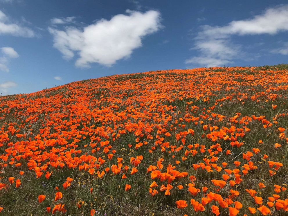 PHOTO: The poppies blooming at Antelope Valley Poppy Reserve in California have brought an influx of visitors.