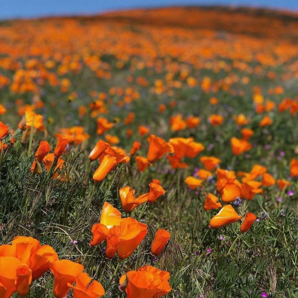 PHOTO: The Antelope Valley in California is expecting the bloom to be the best through April.