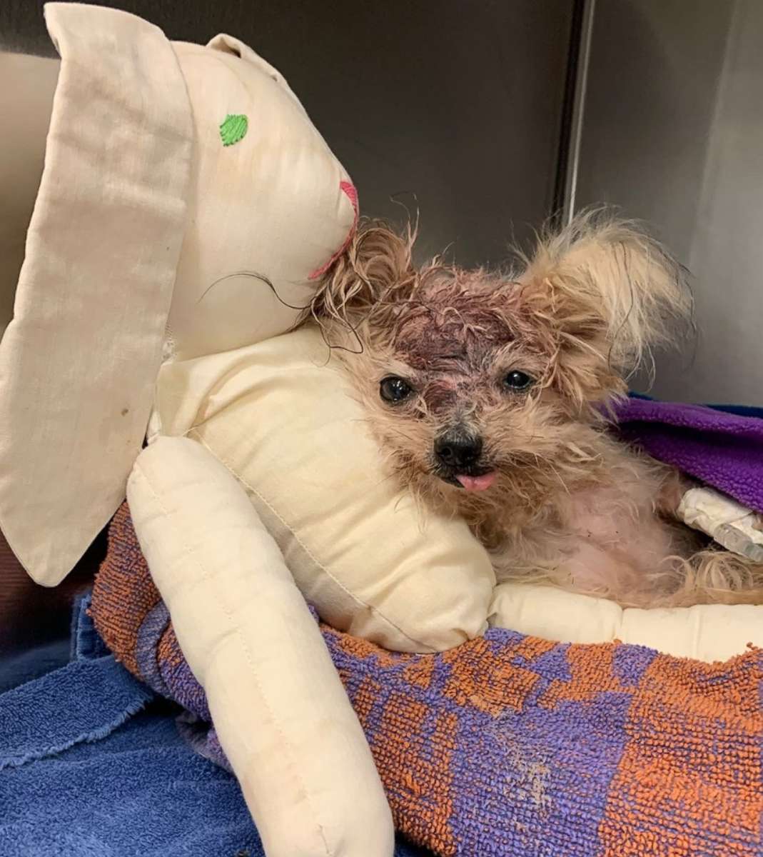 PHOTO: Pringles the Yorkshire Terrier was found in a trashcan with a traumatic head injury last week in North Philadephia.