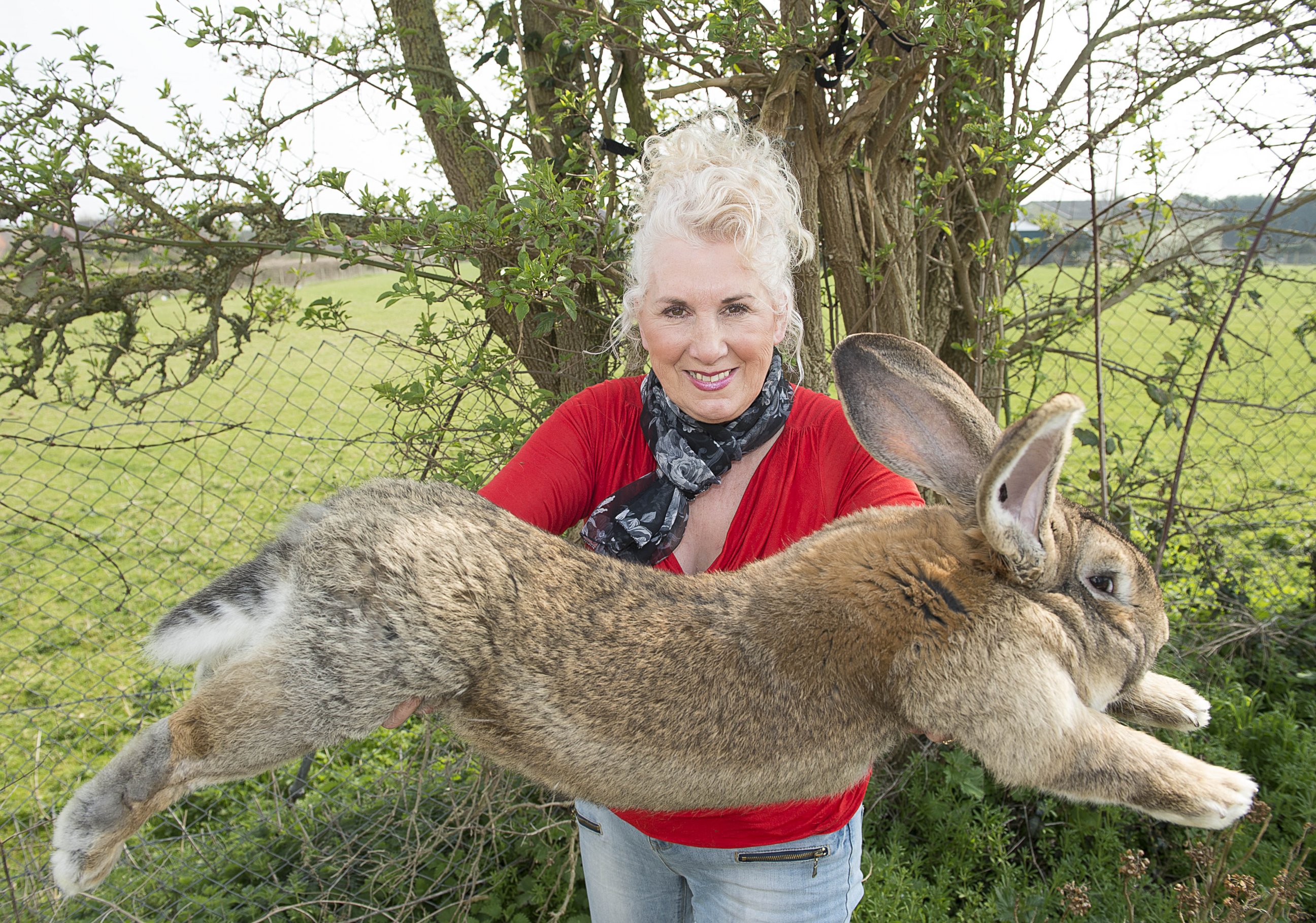 PHOTO: Annette Edwards from Stoulton Worcestershire, who has a champion giant rabbit Darius, on April 9, 2015. 