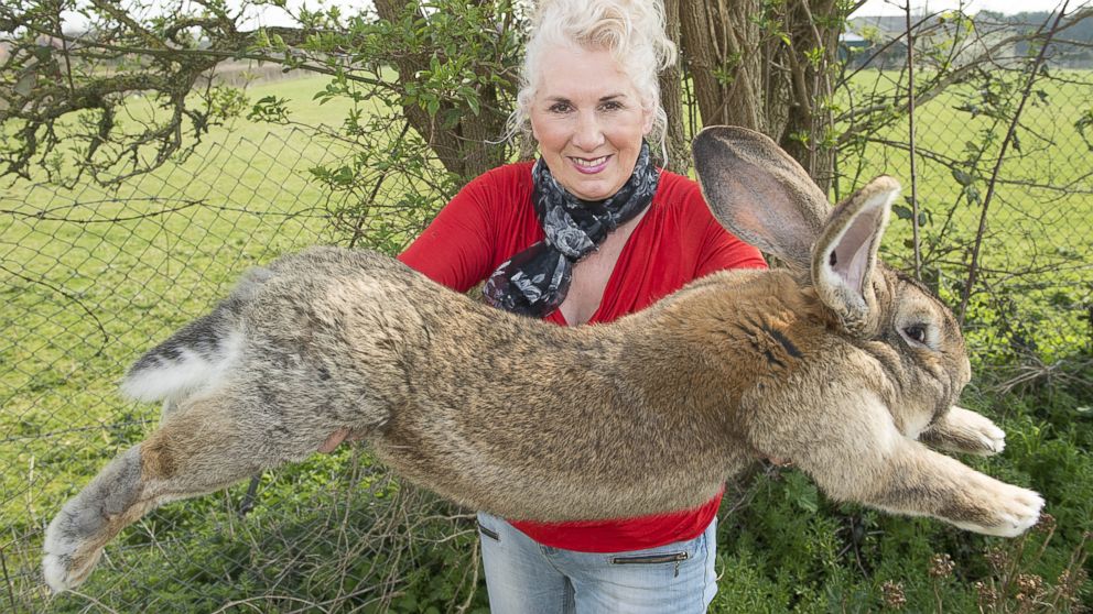 PHOTO: Annette Edwards from Stoulton Worcestershire, who has a champion giant rabbit Darius, on April 9, 2015. 
