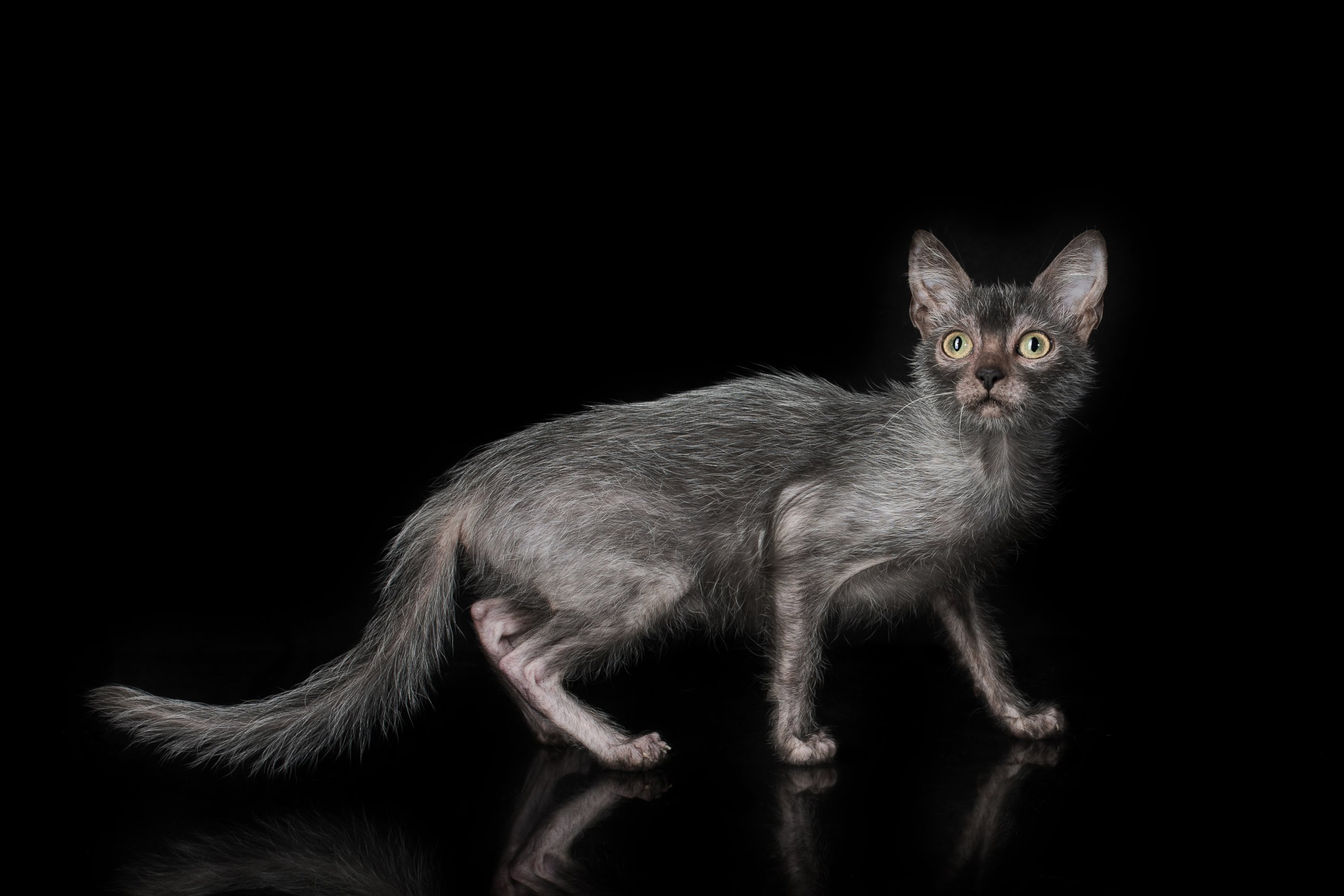 PHOTO: The Lykoi has earned the nickname "Werewolf Cat" because they look like werewolves and have dog-like personalities.