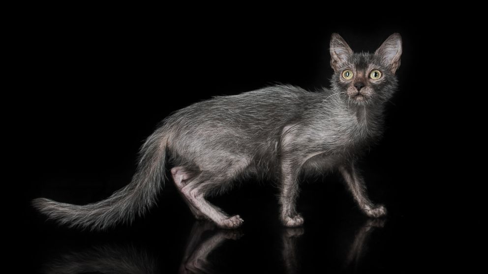 Lykoi Cat For Sale Mn