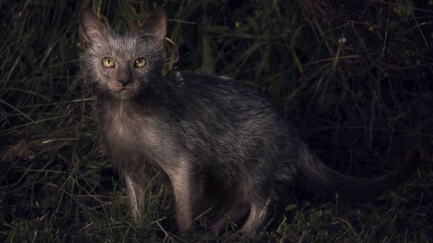 Werewolf' Cats Exist...and You Can Own One - ABC News