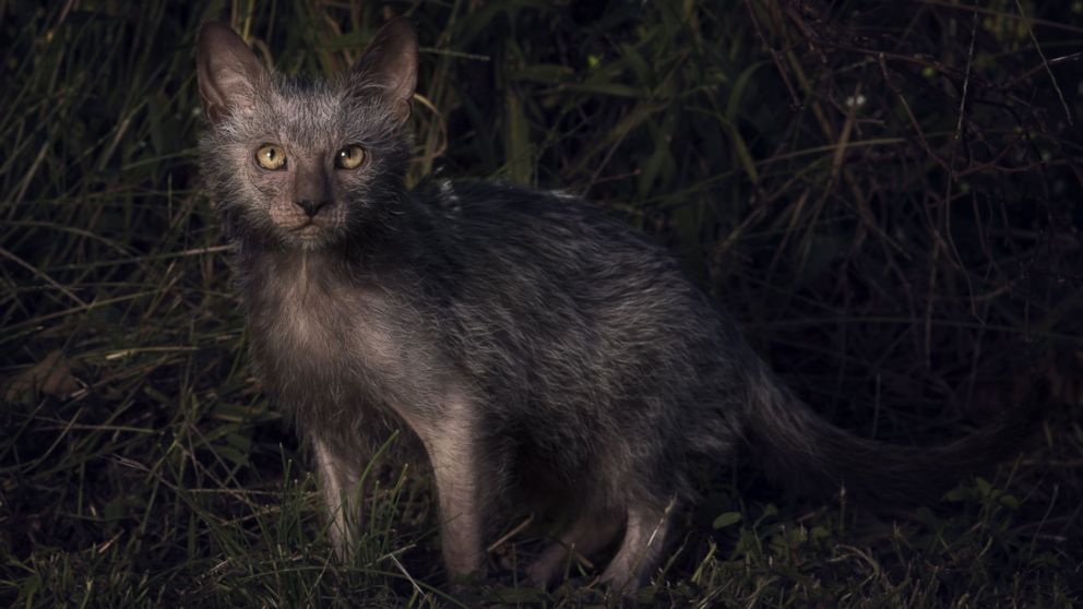 The Lykoi has earned the nickname "Werewolf Cat" because they look like werewolves and have dog-like personalities.