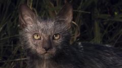 'Werewolf' Cats Exist...and You Can Own One - ABC News