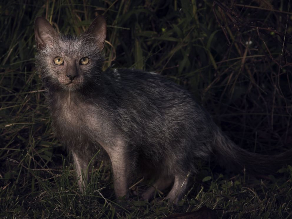 werewolf cats pictures