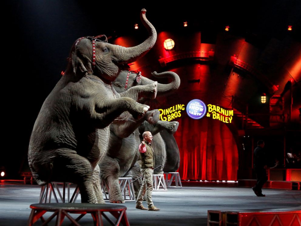 PHOTO: Elephants perform during Ringling Bros and Barnum & Bailey Circus Circus Extreme show at the Mohegan Sun Arena at Casey Plaza in Wilkes-Barre, Pennsylvania, April 30, 2016.