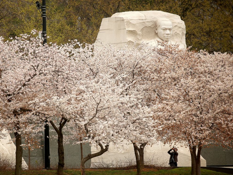 PHOTO: The face on the Martin Luther King Jr. Memorial rises above the cherry trees as a visitor photographs the blossoms along the Tidal Basin in Washington, March 27, 2017. 