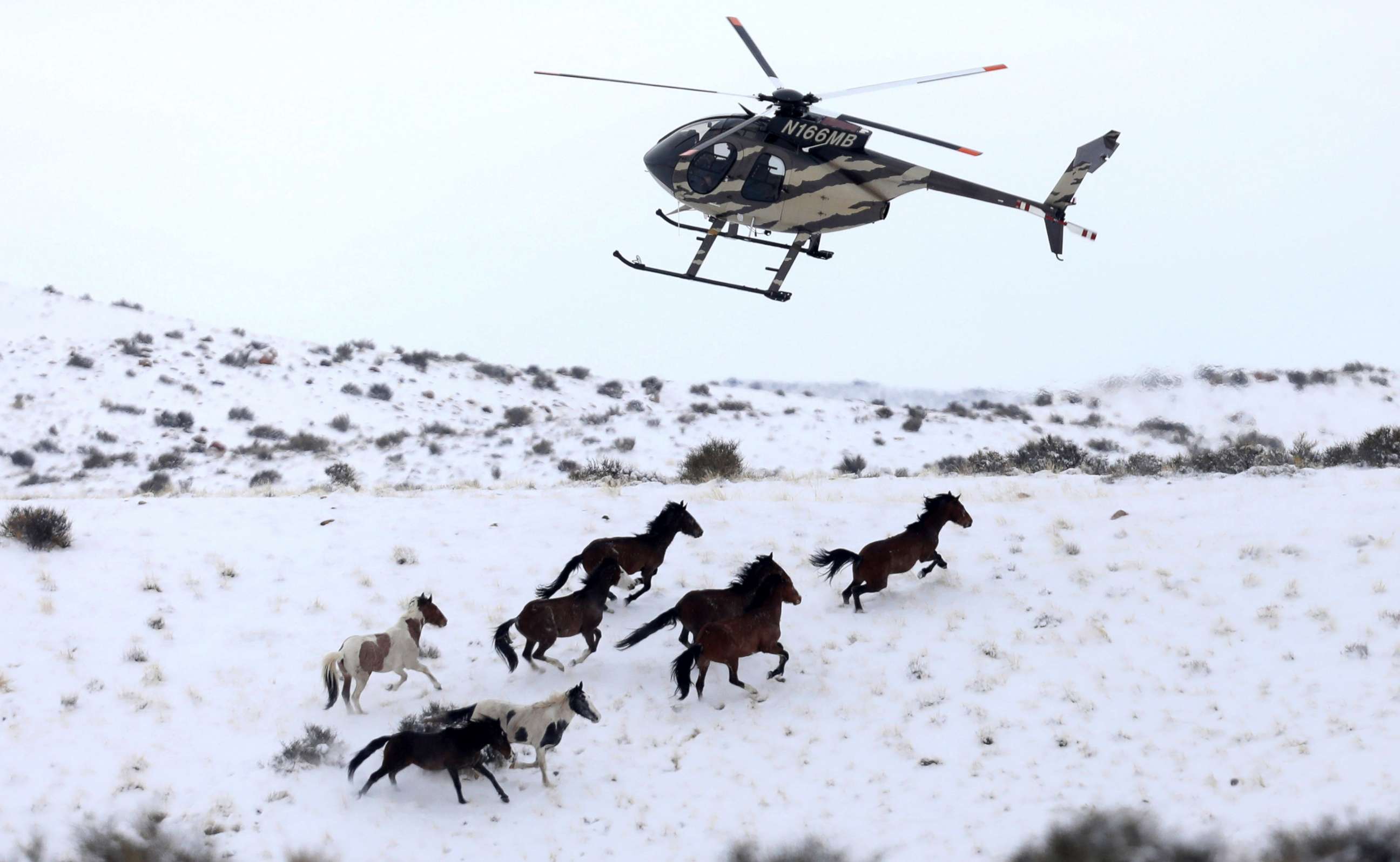 PHOTO: Wild horses are herded into corrals by a helicopter during a Bureau of Land Management round-up outside Milford, Utah, Jan. 7, 2017. 