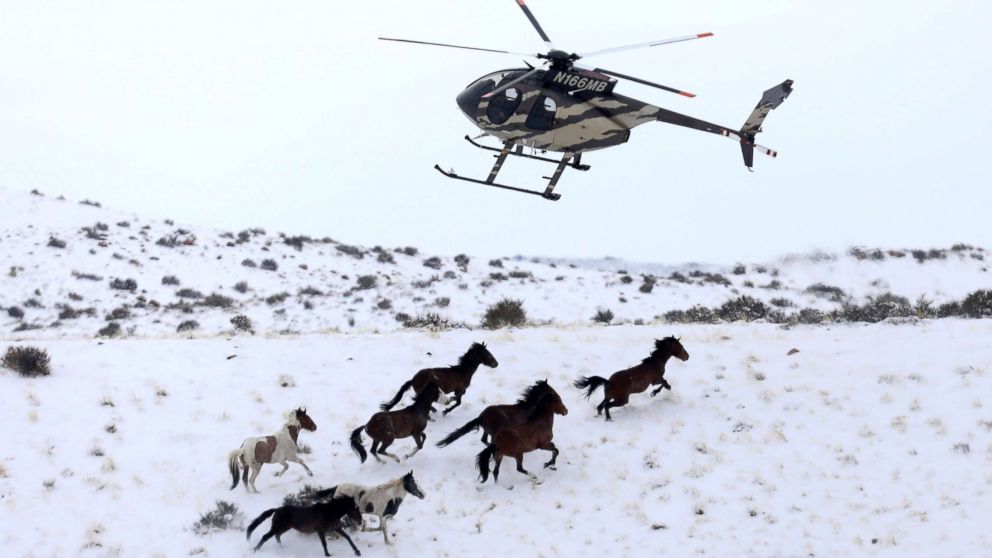 PHOTO: Wild horses are herded into corrals by a helicopter during a Bureau of Land Management round-up outside Milford, Utah, Jan. 7, 2017. 