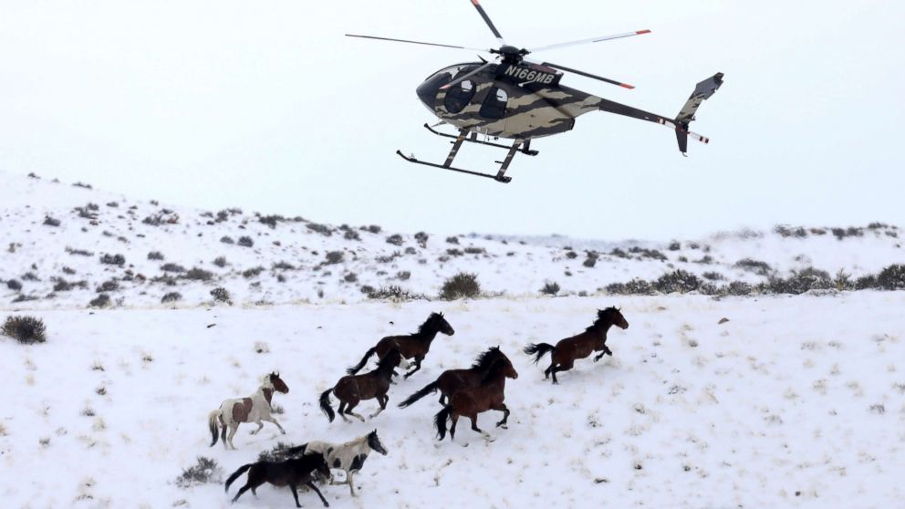 Wild horses are herded into corrals by a helicopter during a Bureau of Land Management round-up outside Milford, Utah, Jan. 7, 2017. 