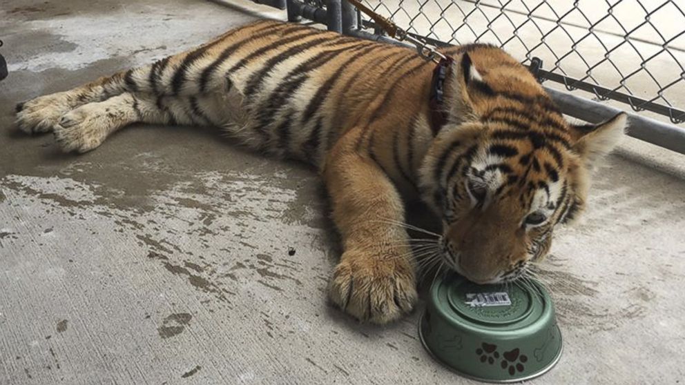 A young female tiger lays in a pen of the Conroe Police Department after being found with leash and collar, wandering a local street, in Conroe, Texas  April 21, 2016.  