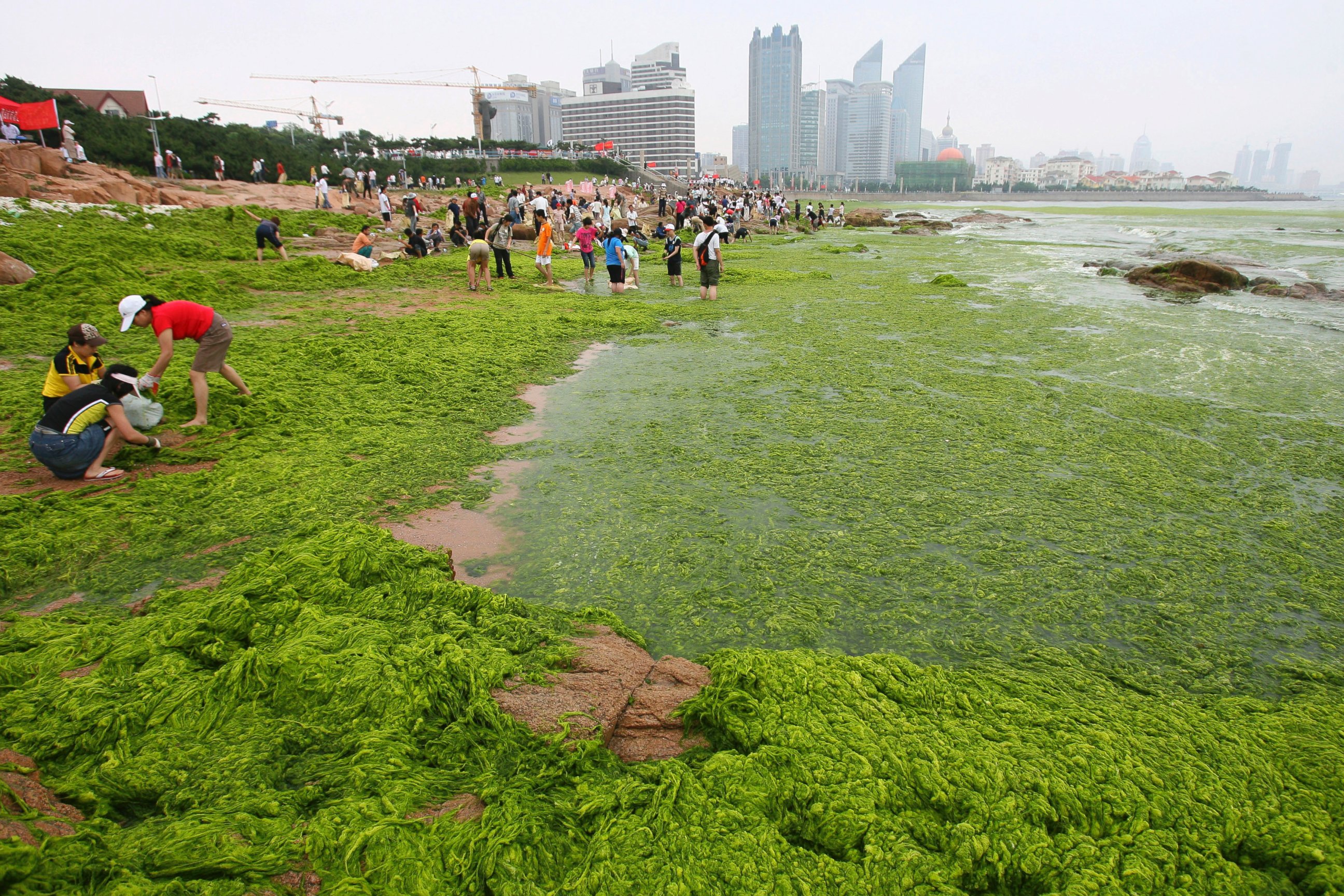 PHOTO: Residents clear seaweed along the coastline of Qingdao, Shandong province, June 30, 2008. 