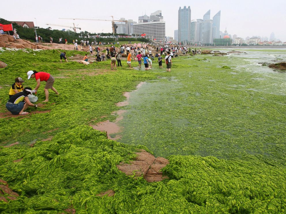 PHOTO: Residents clear seaweed along the coastline of Qingdao, Shandong province, June 30, 2008.