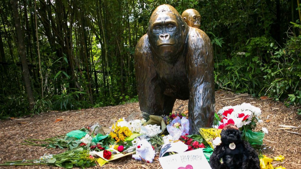 6 YEARS AGO: Harambe the gorilla killed after child falls into Cincinnati  Zoo enclosure