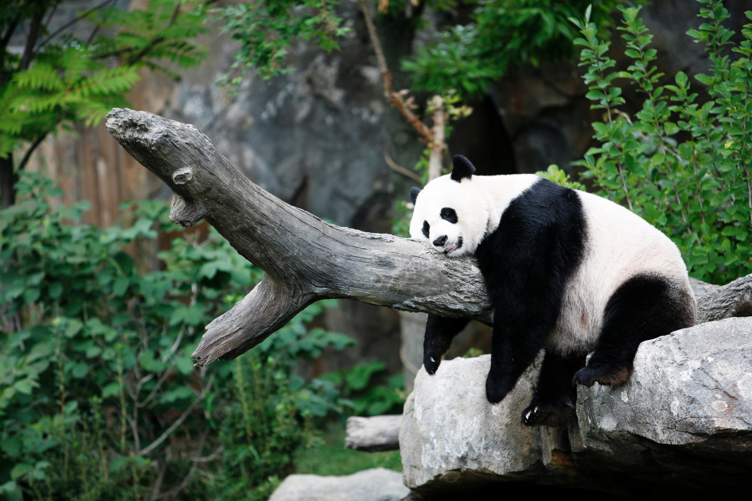 PHOTO: Giant panda Mei Xiang enjoys her afternoon nap at the National Zoo in Washington in this Aug. 23, 2007 file photo. 
