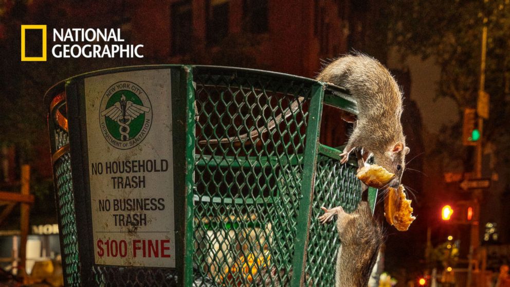 Rats raid a trash can in lower Manhattan's Tribeca neighborhood. New Yorkers with uptown and downtown addresses dump enough trash on the streets for rats to be able to live out their lives less than 150 feet from where they were born. People with Midtown addresses-along with commuters and visitors to restaurants, theaters, and Times Square-provide ample edible trash for rat populations there as well.