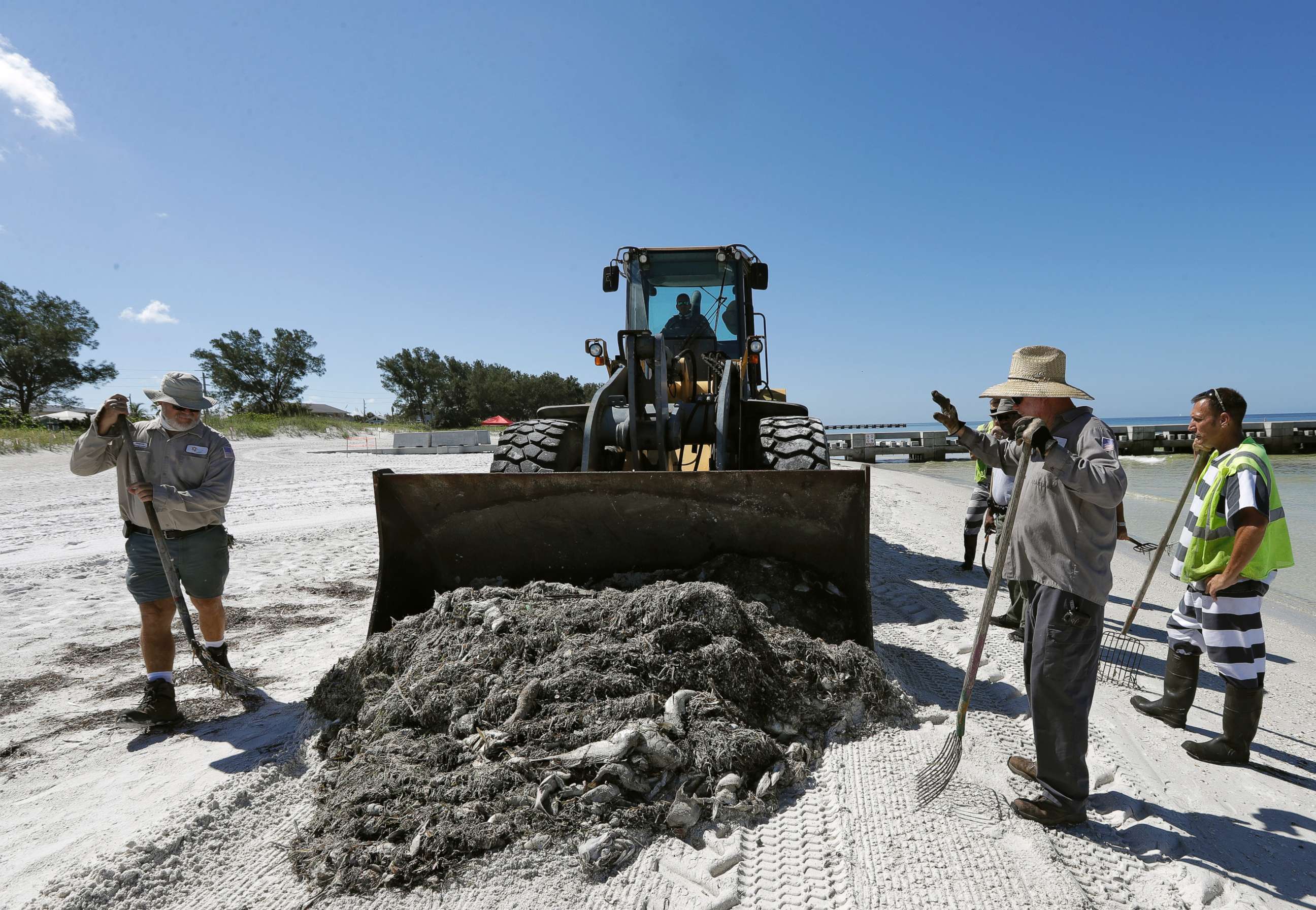 PHOTO: Work crew clean up dead fish on Coquina Beach in Bradenton Beach, Fla., Aug. 6, 2018.