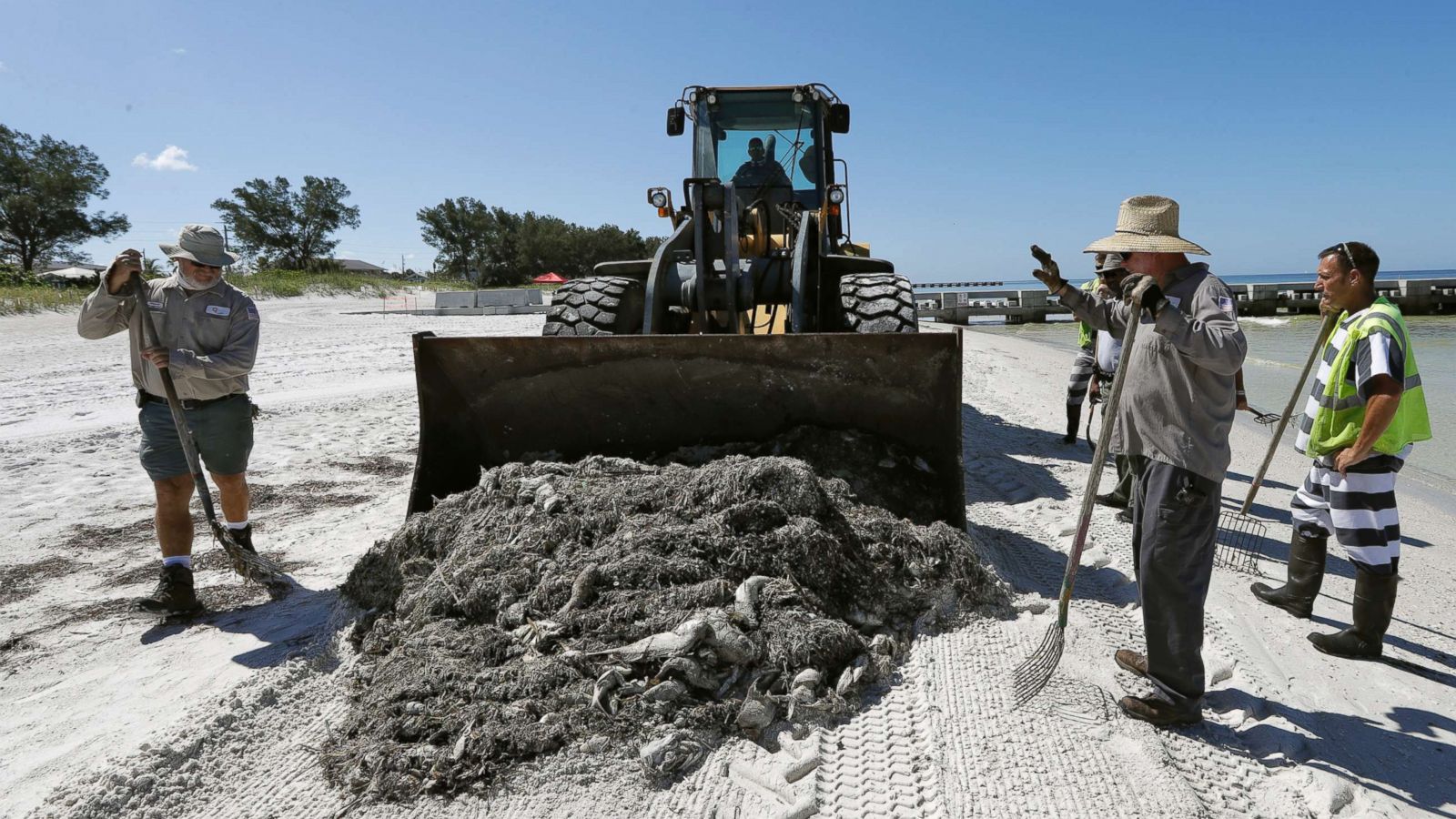 A foul task: They pick up Florida's red tide corpses