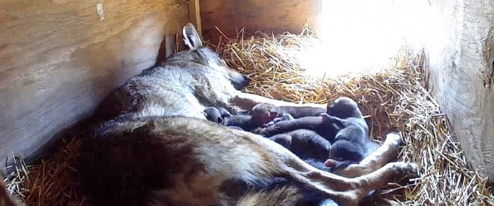 PHOTO: A zoo in South Dakota has welcomed a litter of critically endangered red wolf pups -- a litter vital to the existence of the species with only an estimated two dozen left existing in the wild.