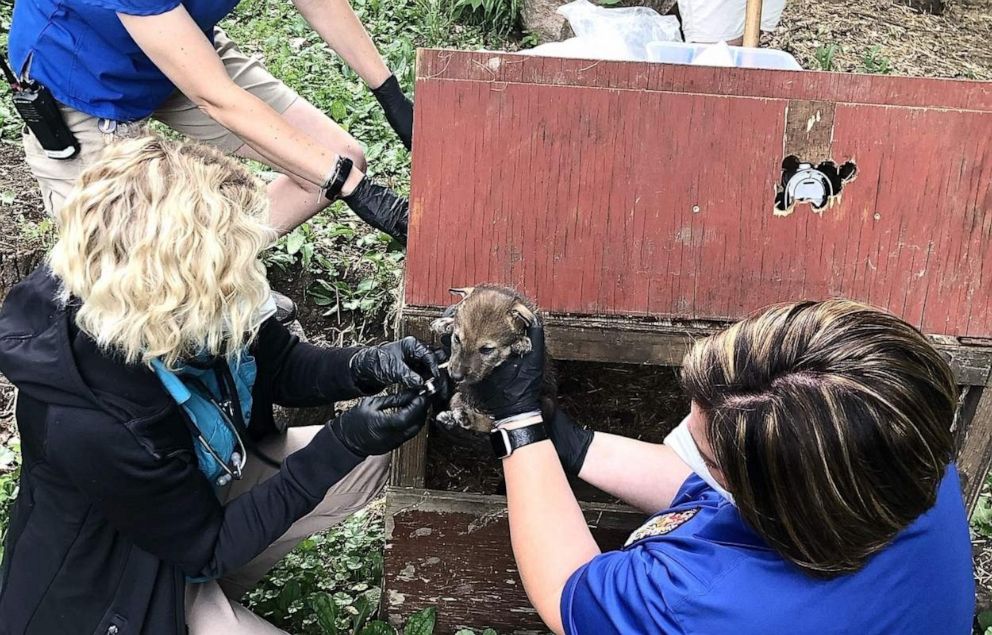 PHOTO: A zoo in South Dakota has welcomed a litter of critically endangered red wolf pups -- a litter vital to the existence of the species with only an estimated two dozen left existing in the wild.