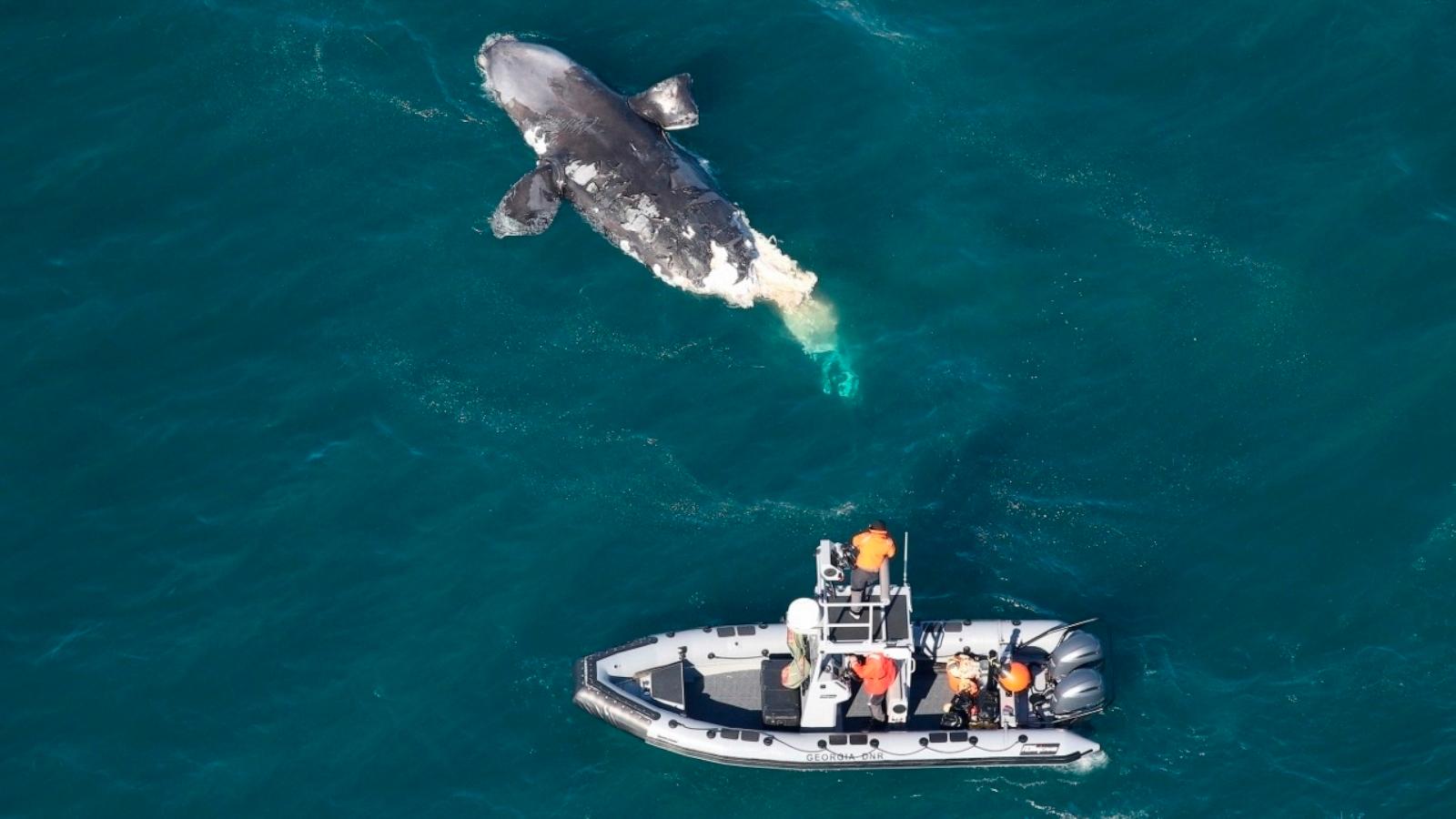 North Atlantic´s Most Endangered Whales [DVD]