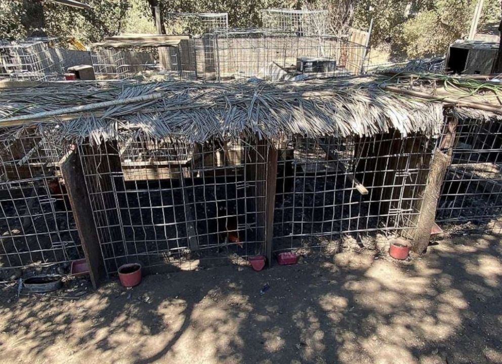 PHOTO: Up to 3,000 cock fighting roosters, along with several hundred livestock animals, have been recovered from a California ranch following an investigation into animal cruelty in the Chatsworth area of Los Angeles on August 3, 2020.