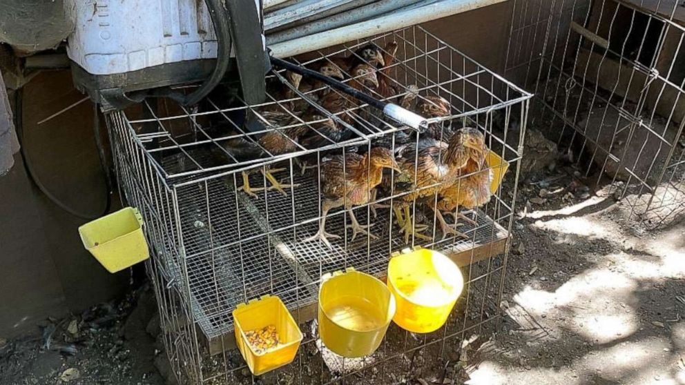PHOTO: Up to 3,000 cock fighting roosters, along with several hundred livestock animals, have been recovered from a California ranch following an investigation into animal cruelty in the Chatsworth area of Los Angeles on August 3, 2020.