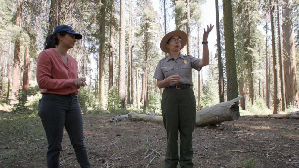 PHOTO: ABC News' Zoreen Shah speaks to Christy Brigham, the chief scientist overseeing the sequoias at Sequoia National Park, about their efforts to preserve the massive trees. 