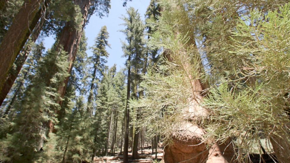 PHOTO: Roughly 10% of the world's native sequoia trees were killed in last year's Castle Fire, according to a report soon to be released by the National Part Service. 