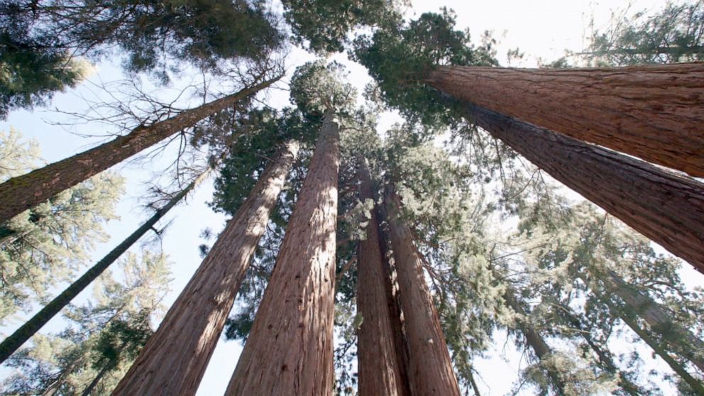 PHOTO: Of the roughly 70 groves of the towering trees that exist in the wild, 40 of them live in Sequoia National Park, according to the National Park Service. 