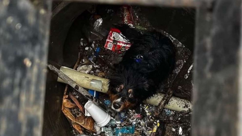 PHOTO: An Australian Shepherd named Seamus is lucky to be alive after he was swept away by floodwaters in San Bernardino, California, only to be reunited with his owner hours later thanks an Apple AirTag that helped locate him on Monday, Jan. 16, 2023.