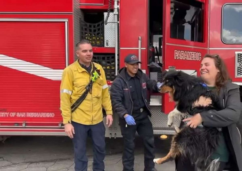 PHOTO: An Australian Shepherd named Seamus is lucky to be alive after he was swept away by floodwaters in San Bernardino, California, only to be reunited with his owner hours later thanks an Apple AirTag that helped locate him on Monday, Jan. 16, 2023.