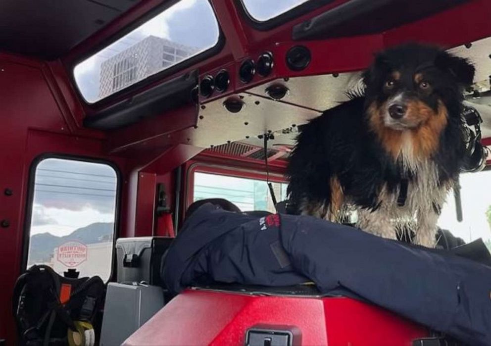 PHOTO: An Australian Shepherd named Seamus is lucky to be alive after he was swept away by floodwaters in San Bernardino, California, only to be reunited with his owner hours later thanks an Apple AirTag that helped locate him on Monday, Jan. 16, 2023.