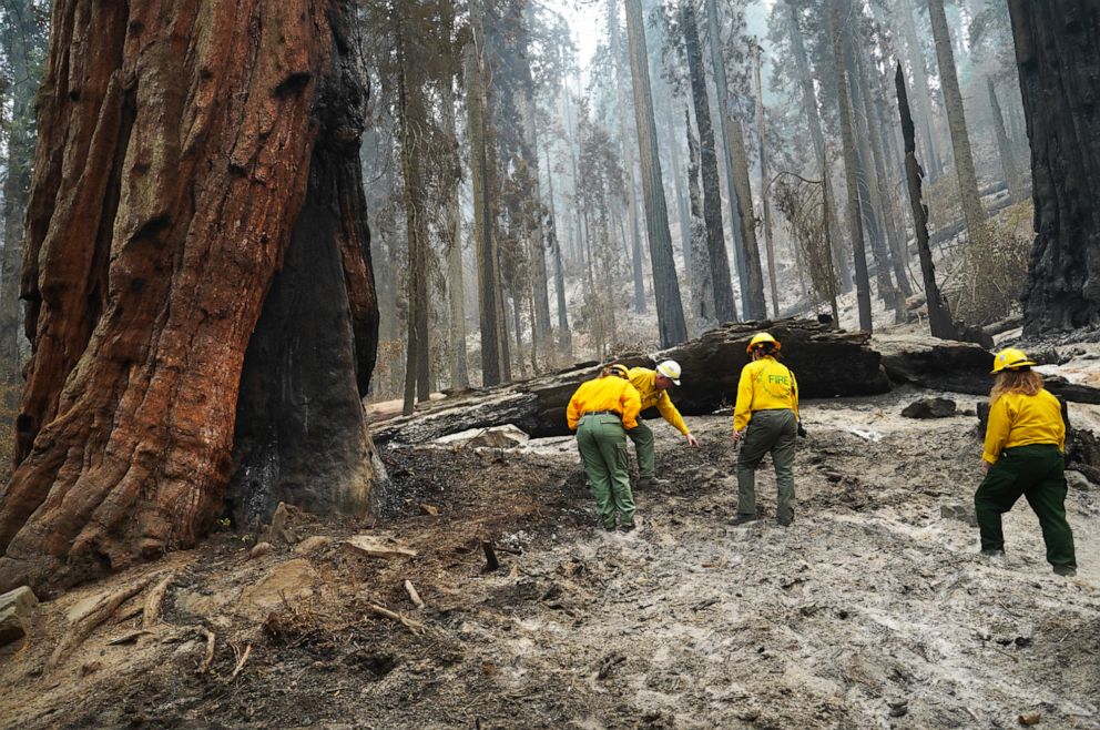 PHOTO: National Park Service public information officers inspect the charred ground around Giant sequoias  during a tour of the KNP Complex fire burn area in Giant Forest, Sept. 30, 2021, in Sequoia National Park, Calif.