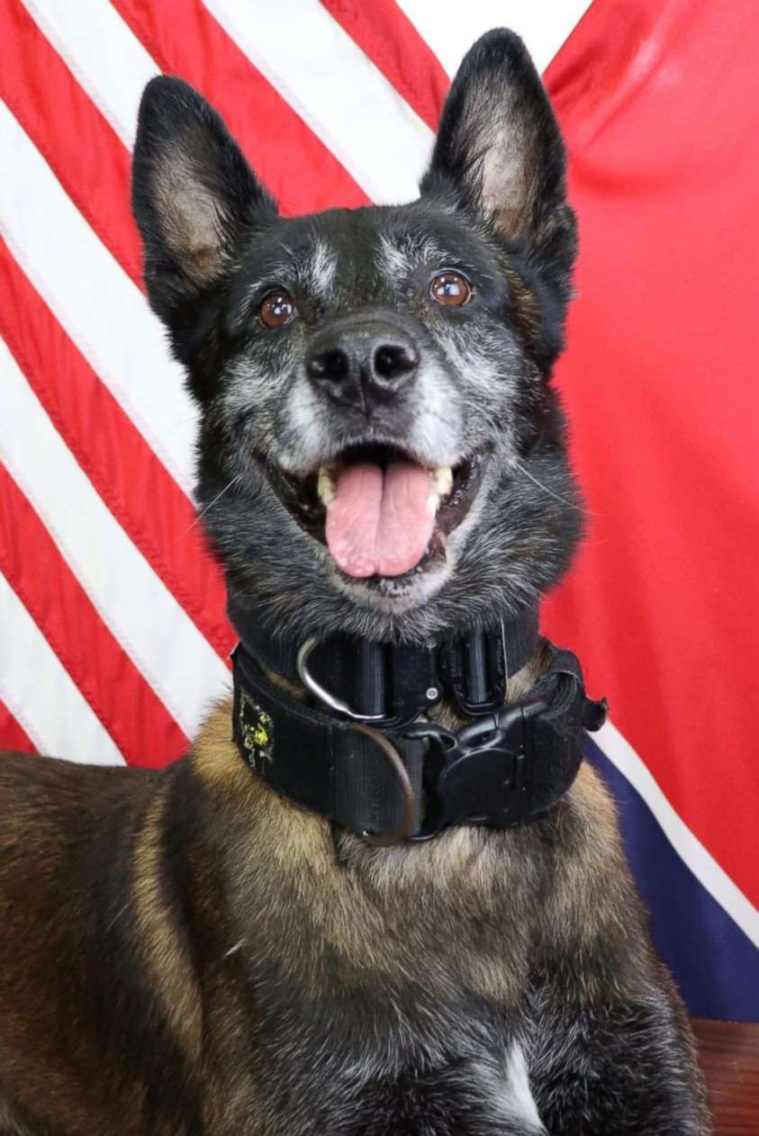 PHOTO: A K9 officer named Sjaak has been shot and killed after a suspect opened fire on a patrol vehicle with the dog and his human partner inside on Nov. 17 in La Vergne, Tennessee.