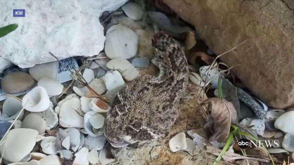 PHOTO: A Texas man is recovering after he was bitten by a rattlesnake that he had just decapitated. 