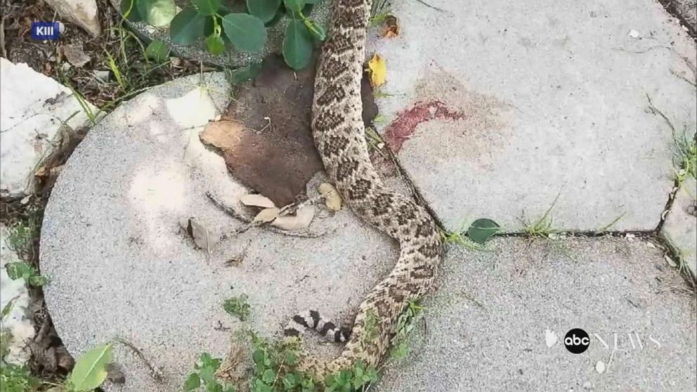 PHOTO: A Texas man is recovering after he was bitten by a rattlesnake that he had just decapitated. 