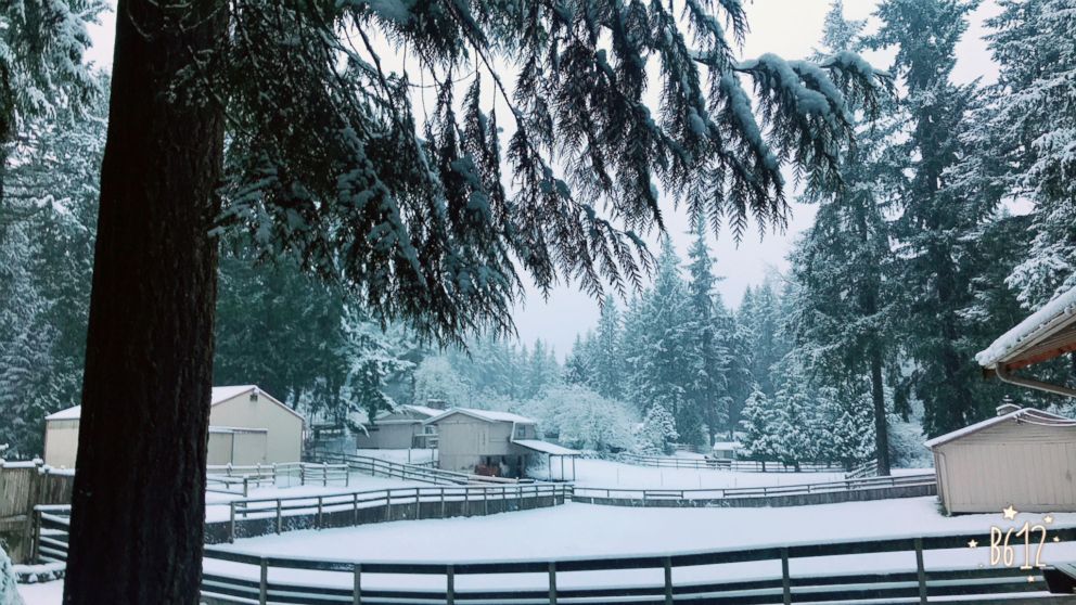 PHOTO: Horses stand in the backyard of this winter wonderland scene after a snowfall, in Washington state, Dec 25- Dec. 26, 2017.