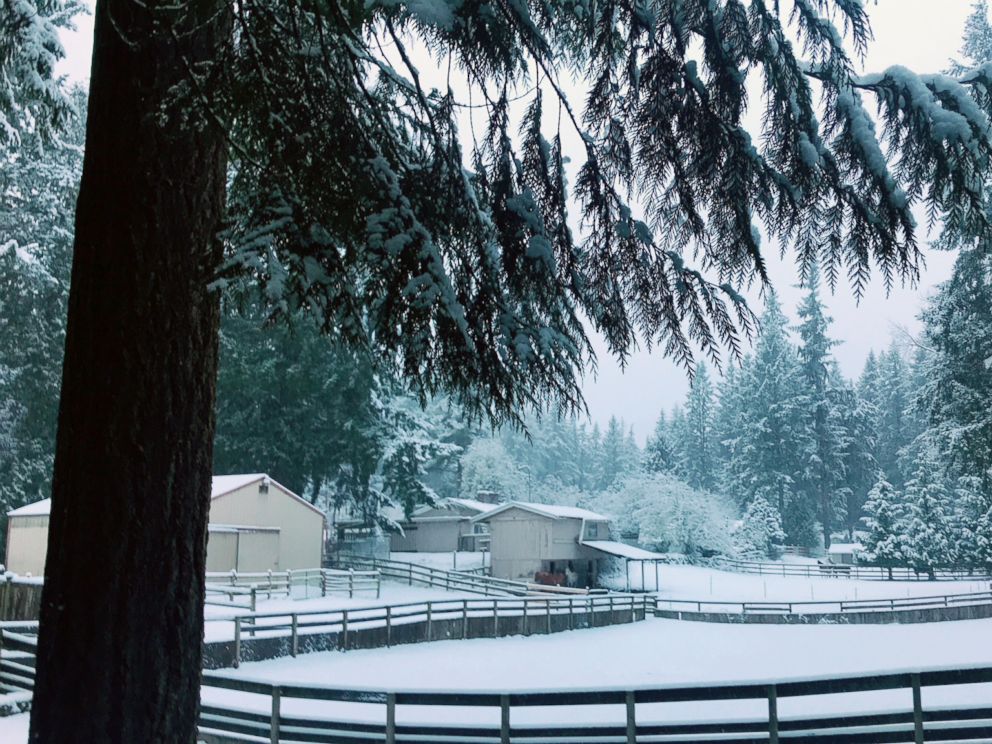 PHOTO: Horses stand in the backyard of this winter wonderland scene after a snowfall, in Washington state, Dec 25- Dec. 26, 2017.