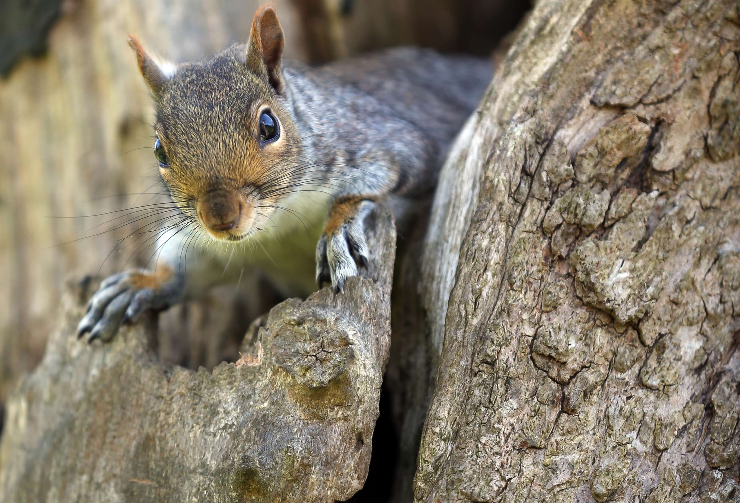 PHOTO: BATH, ENGLAND - APRIL 23:  A squirrel looks from a tree in Royal Victoria Park on April 23, 2013 in Bath, England. 