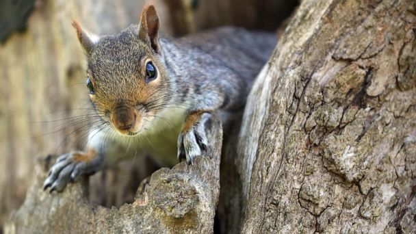 Squirrel tests positive for the bubonic plague in Colorado - ABC News