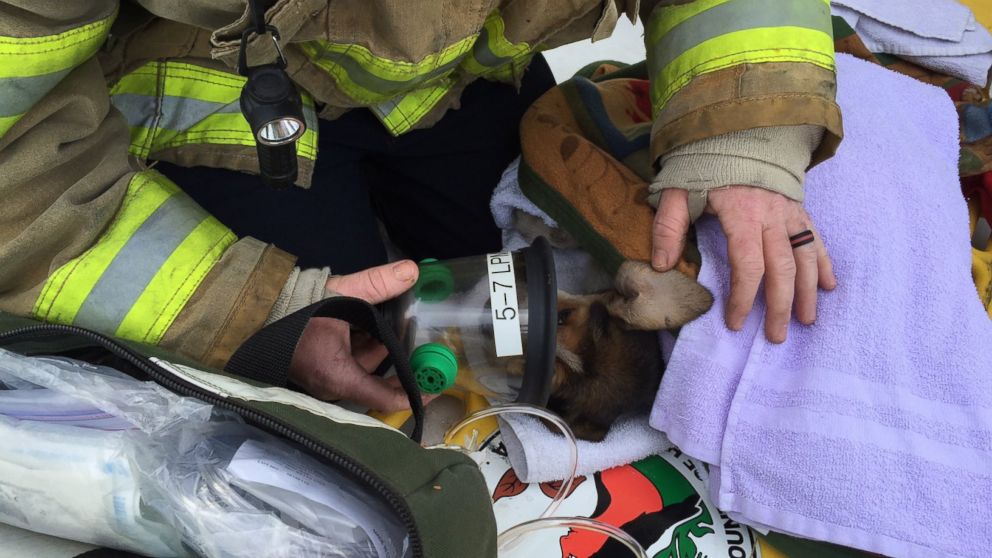 PHOTO: Firefighters help save three puppies from a fire in Henrico Co. Virginia on Jan. 25, 2016.