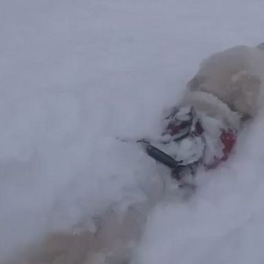 Rescue dog trains in the deep snow at an Arizona ski resort.