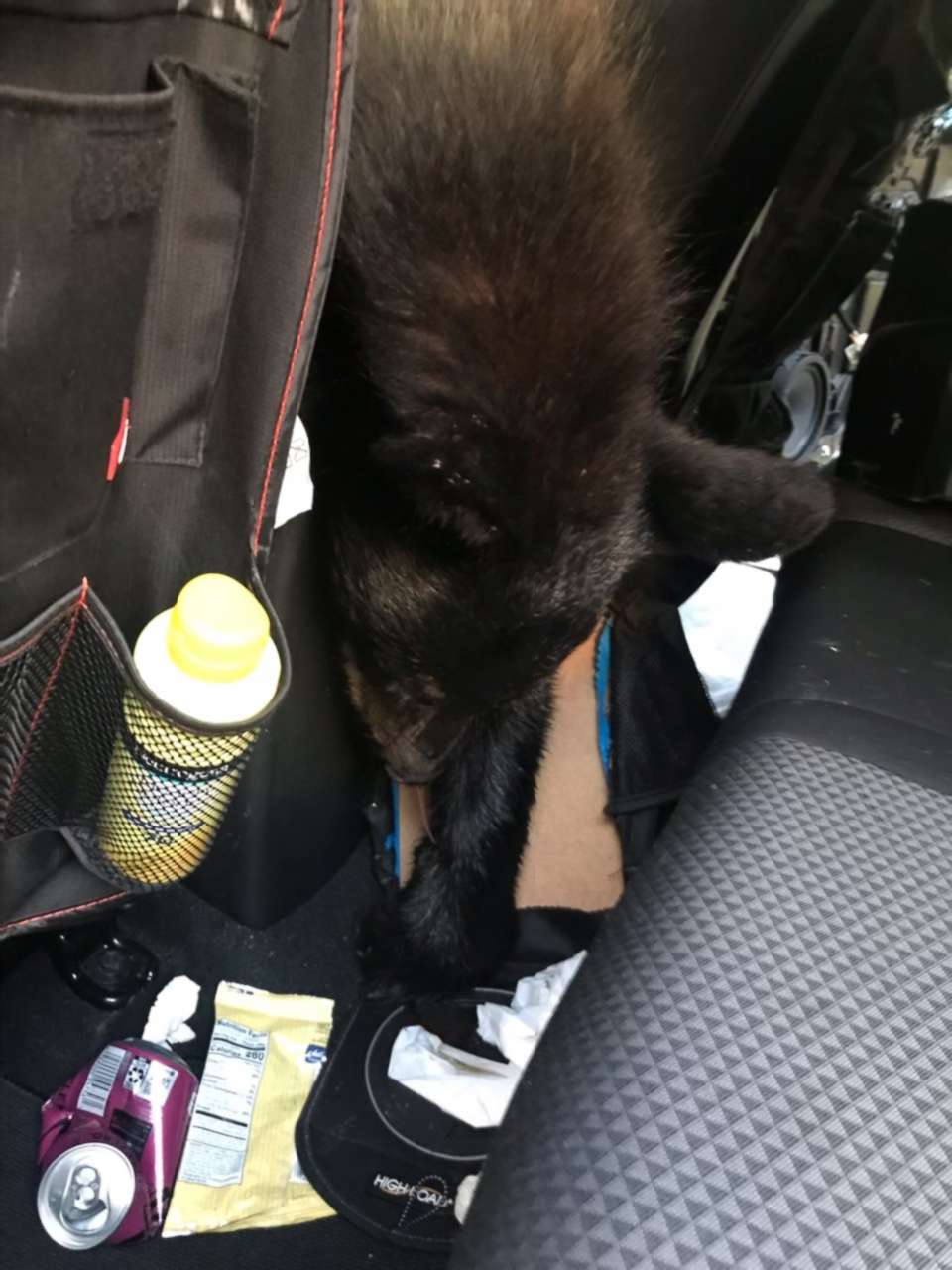 PHOTO: A black bear has died after accidentally locking itself inside a hot car while authorities say it was most likely scavenging for food on Wednesday, June 22, 2022, in Sevierville, Tennessee.