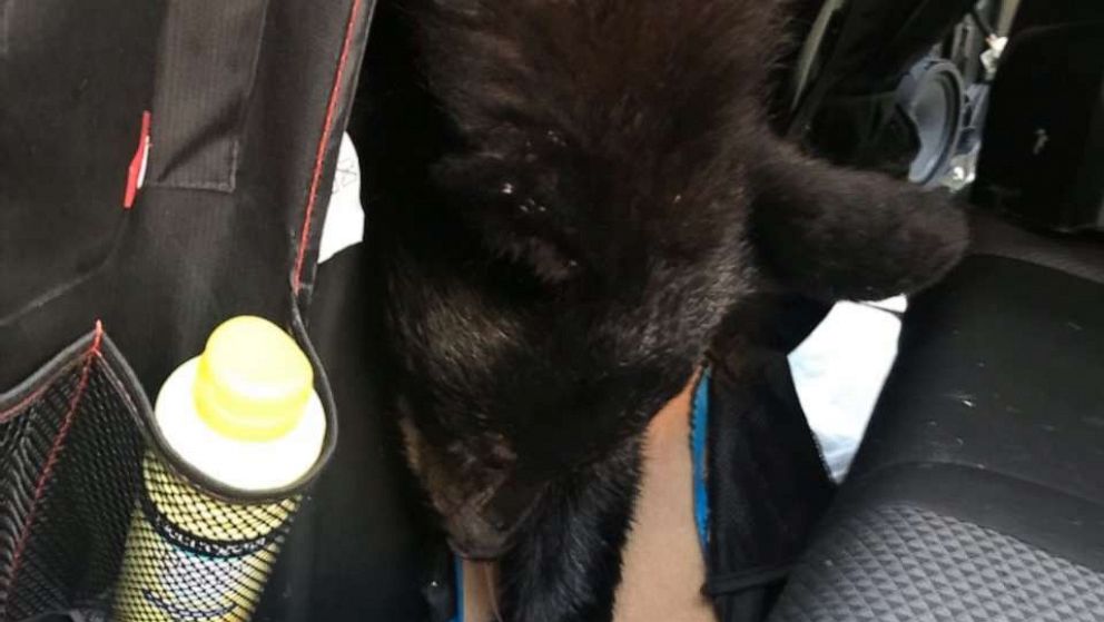 PHOTO: A black bear has died after accidentally locking itself inside a hot car while authorities say it was most likely scavenging for food on Wednesday, June 22, 2022, in Sevierville, Tennessee.