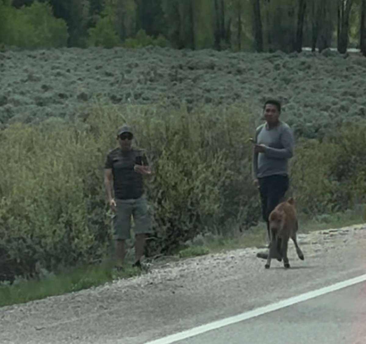 PHOTO: Authorities are looking for two people after they allegedly approached and harassed a bison calf at a national park in Wyoming on Sunday, June 4, 2023.
